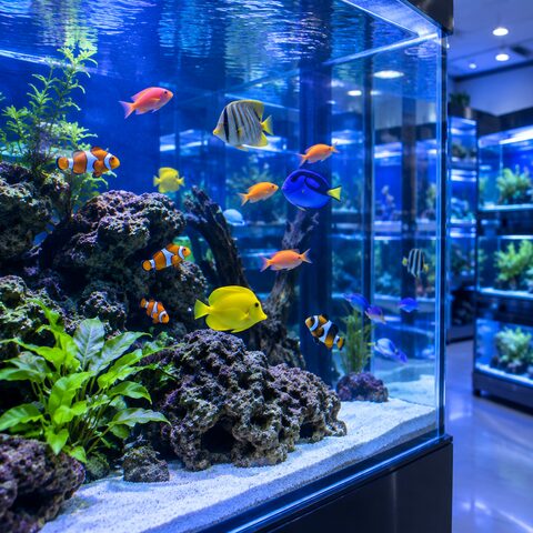 Exemplo de foto de produto: aquário com peixes